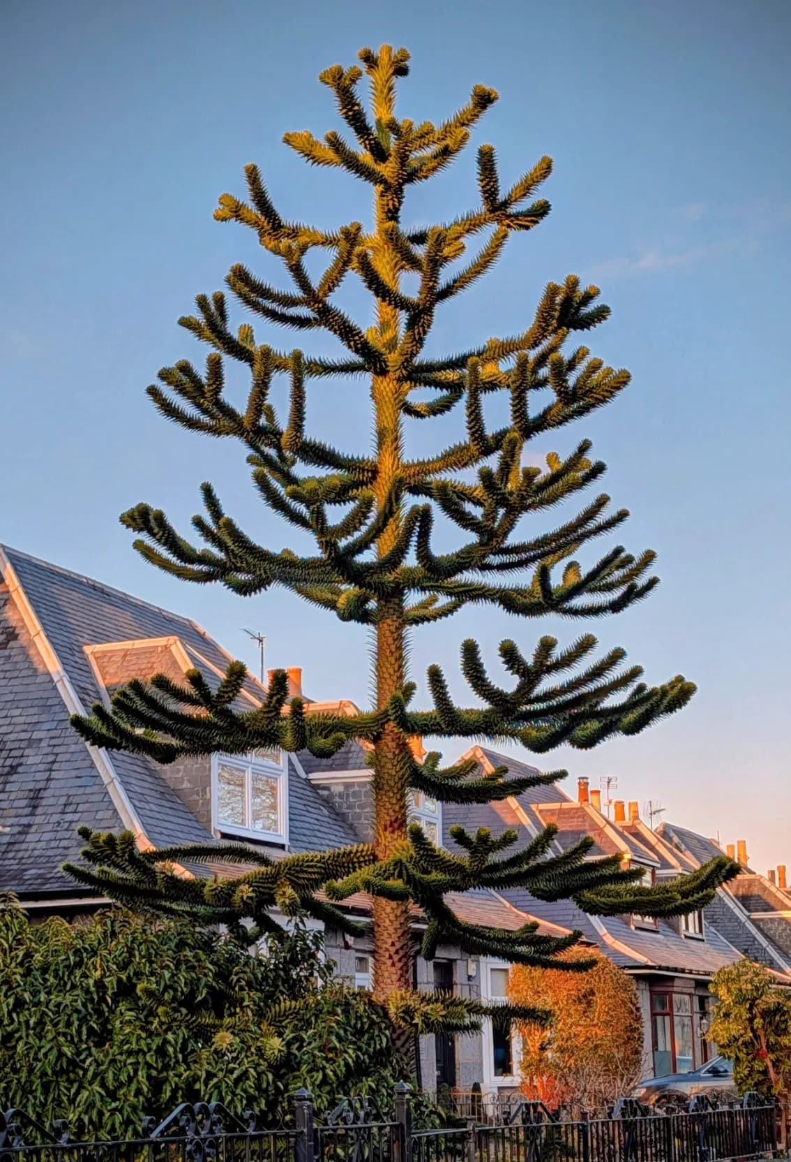 Juvenile monkey puzzle tree with a narrow pyramidal outline growing beside houses