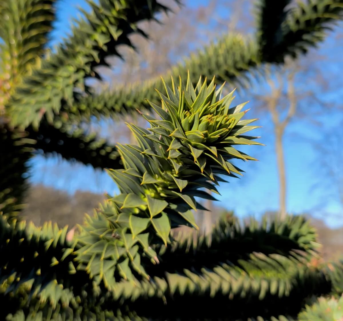 Close view of stiff triangular monkey puzzle leaves overlapping tightly around a green branch tip