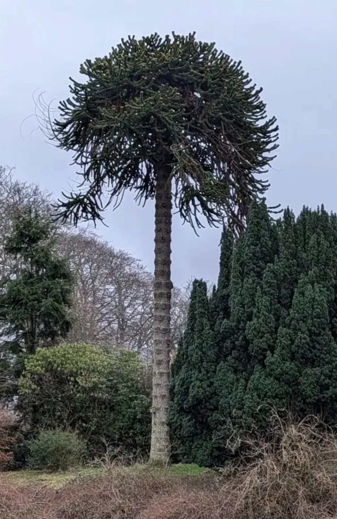Tall mature monkey puzzle tree with a long bare trunk and compact umbrella-shaped crown