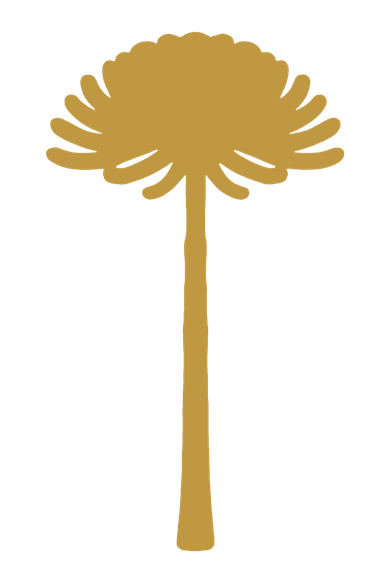 Ancient monkey puzzle tree