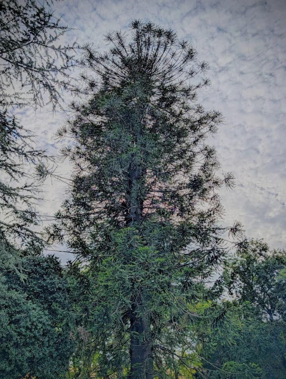 Full view of a tall mature bunya pine with a dense rounded crown in a park in Porto, Portugal
