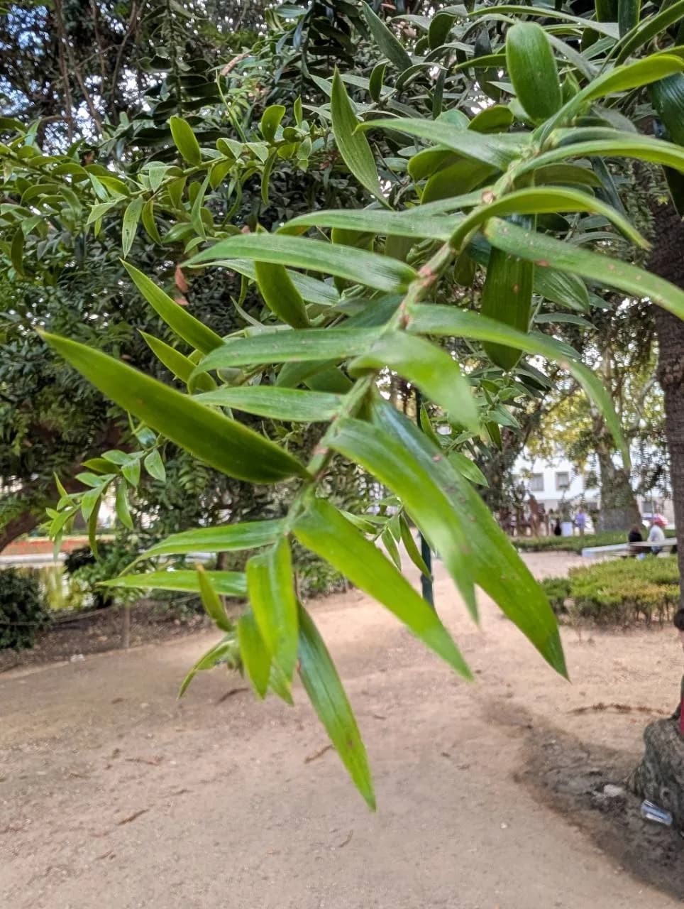 Close view of the broad glossy lance-shaped leaves of a bunya pine in Porto, Portugal