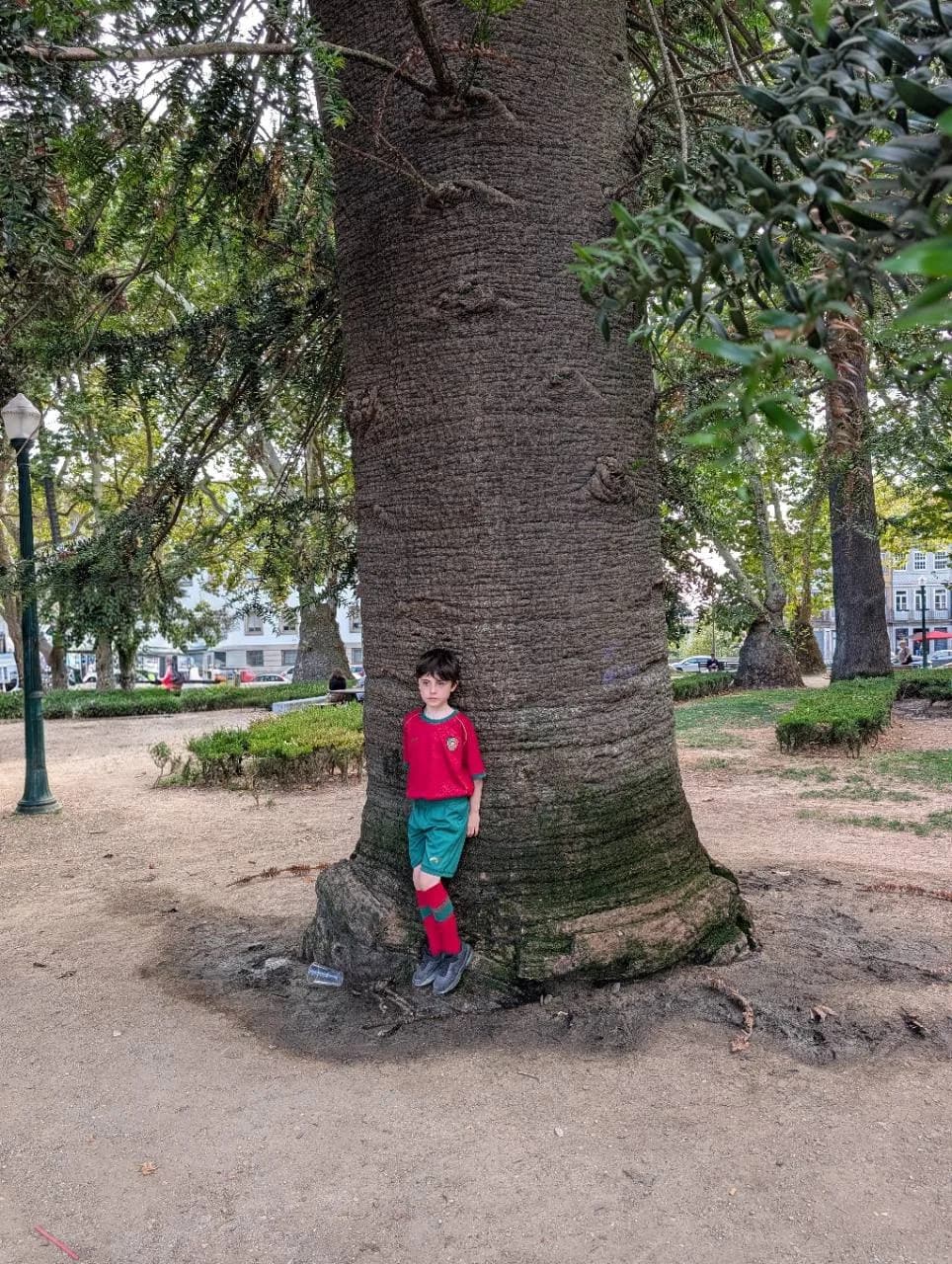 Massive ridged trunk of a mature bunya pine with a child standing beside it for scale in Porto, Portugal