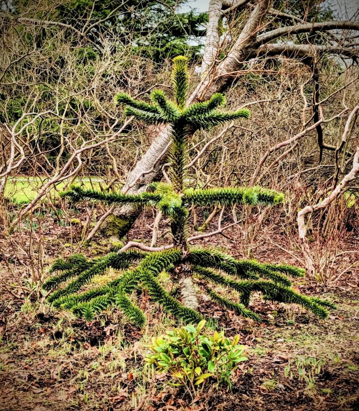 Very young monkey puzzle tree with several low tiers of branches in a garden