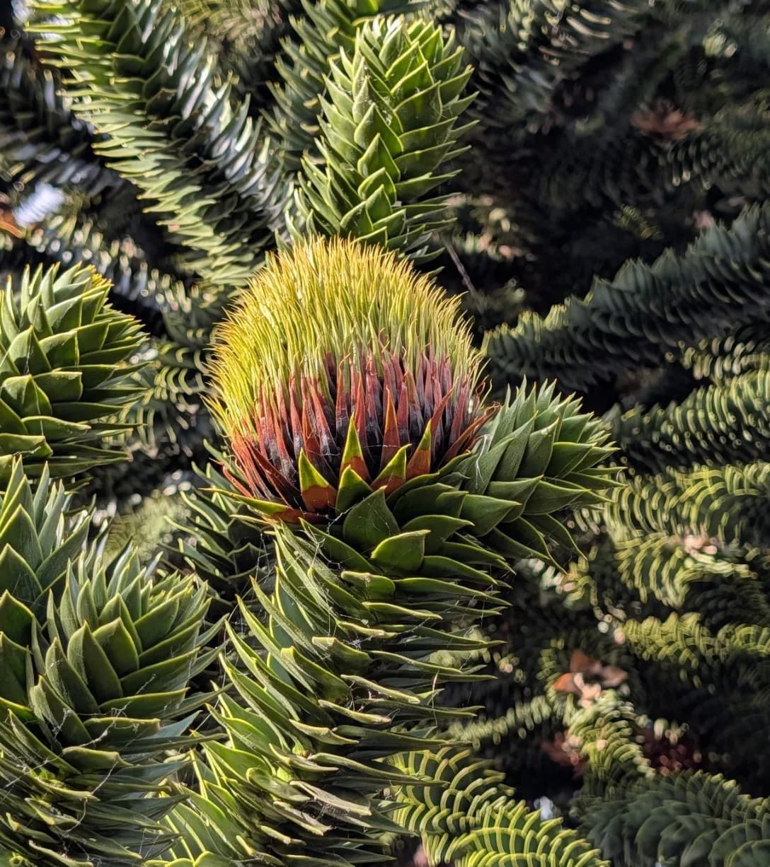 Developing rounded female seed cone growing among stiff monkey puzzle leaves