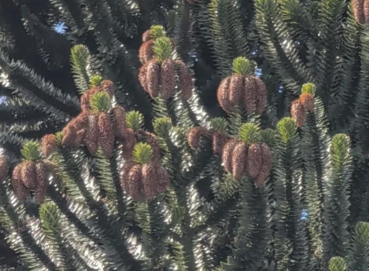 Clusters of cylindrical brown male pollen cones growing at monkey puzzle branch tips