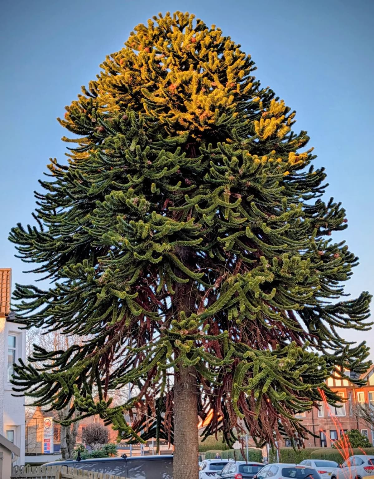 Broad densely branched middle-aged monkey puzzle tree with a rounded conical crown