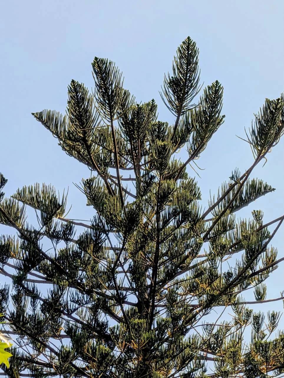 Upper canopy of a Norfolk Island pine with regularly tiered branches and upward-pointing foliage
