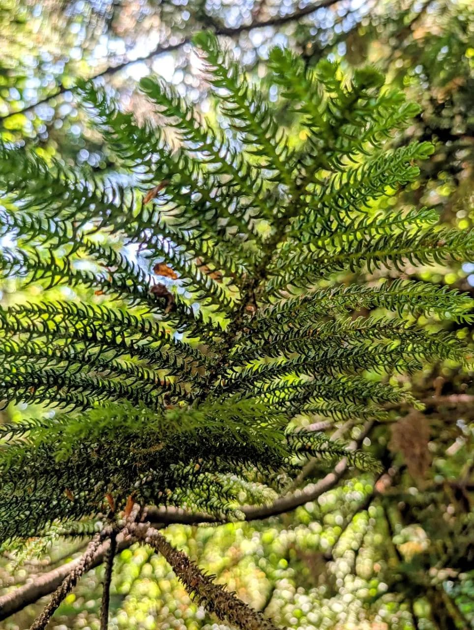 Close view of the fine overlapping leaves covering Norfolk Island pine branchlets