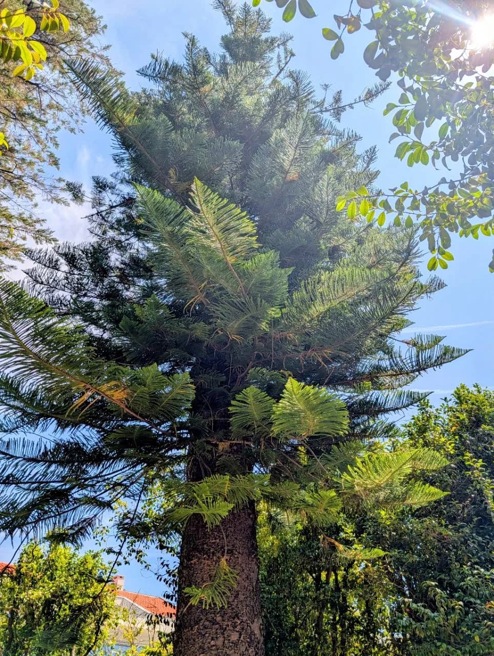 Mature Norfolk Island pine rising above surrounding trees in Serralves Park in Porto, Portugal