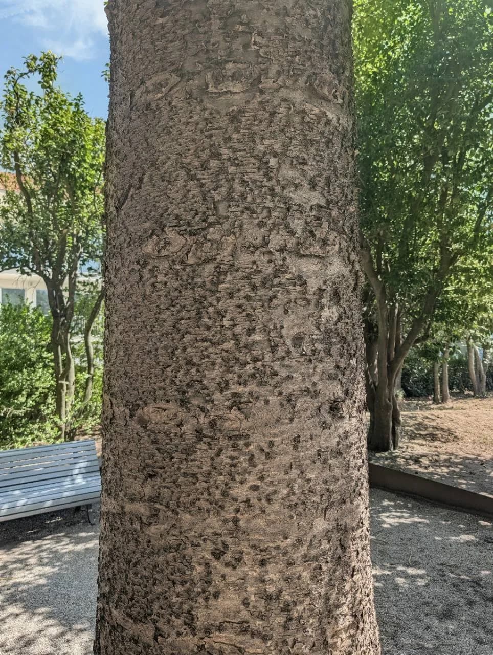 Close view of the rough textured bark on a mature Norfolk Island pine trunk