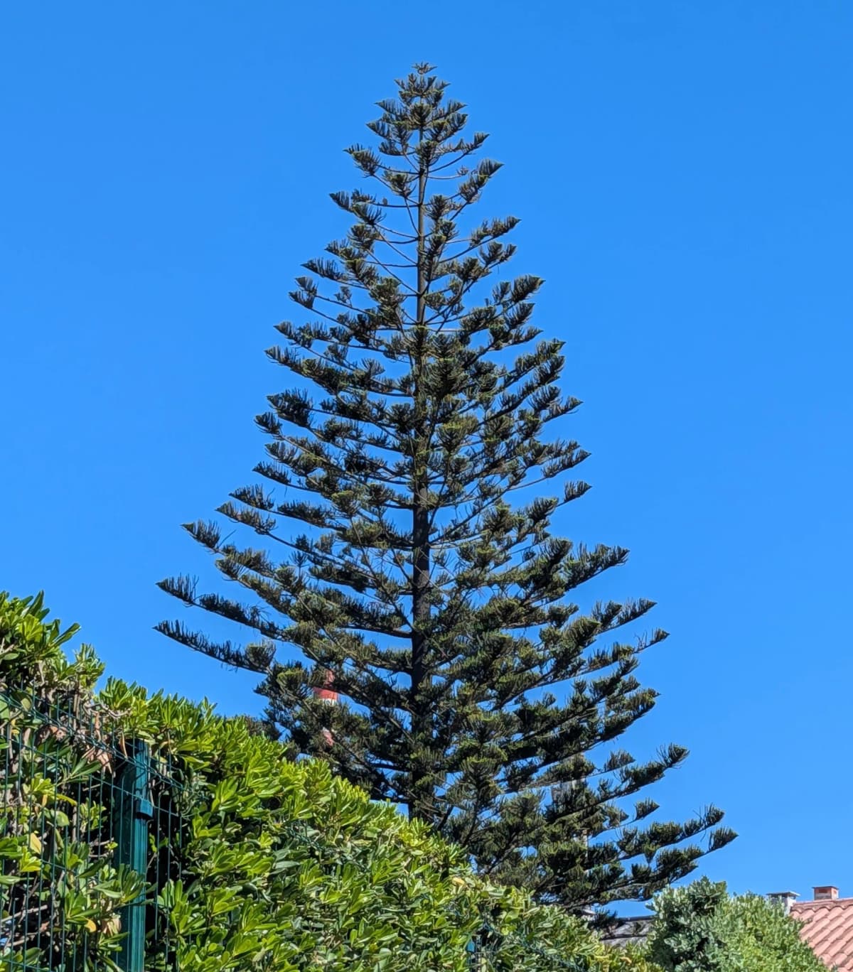 Younger Norfolk Island pine with a narrow conical crown and evenly spaced horizontal branch tiers against a blue sky